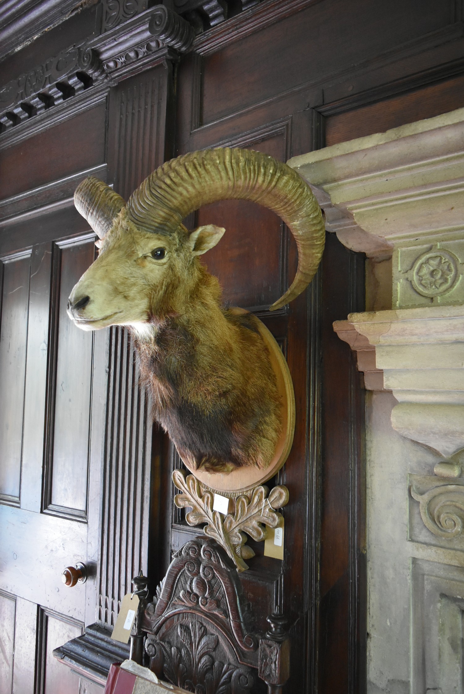 A taxidermy European Mouflon head mounted on carved oak leaf shield. H.88cm