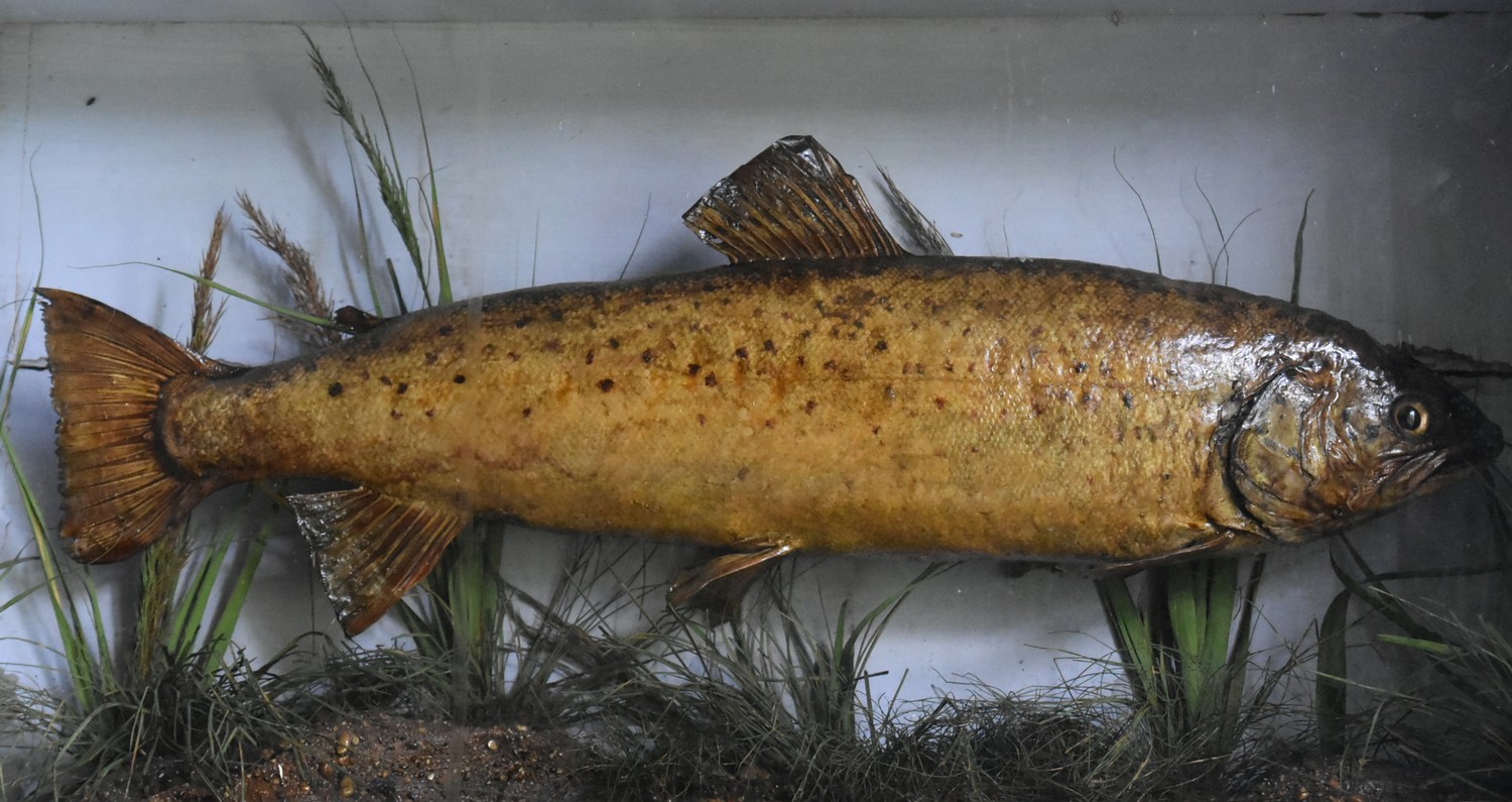 A taxidermy, cased mounted Brown Trout (Salmo trutta) set against a painted backdrop with