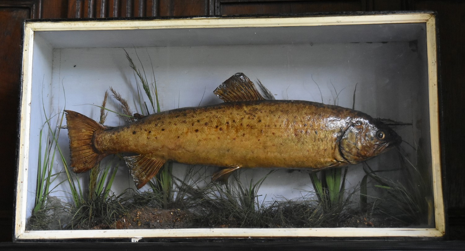 A taxidermy, cased mounted Brown Trout (Salmo trutta) set against a painted backdrop with - Image 2 of 2