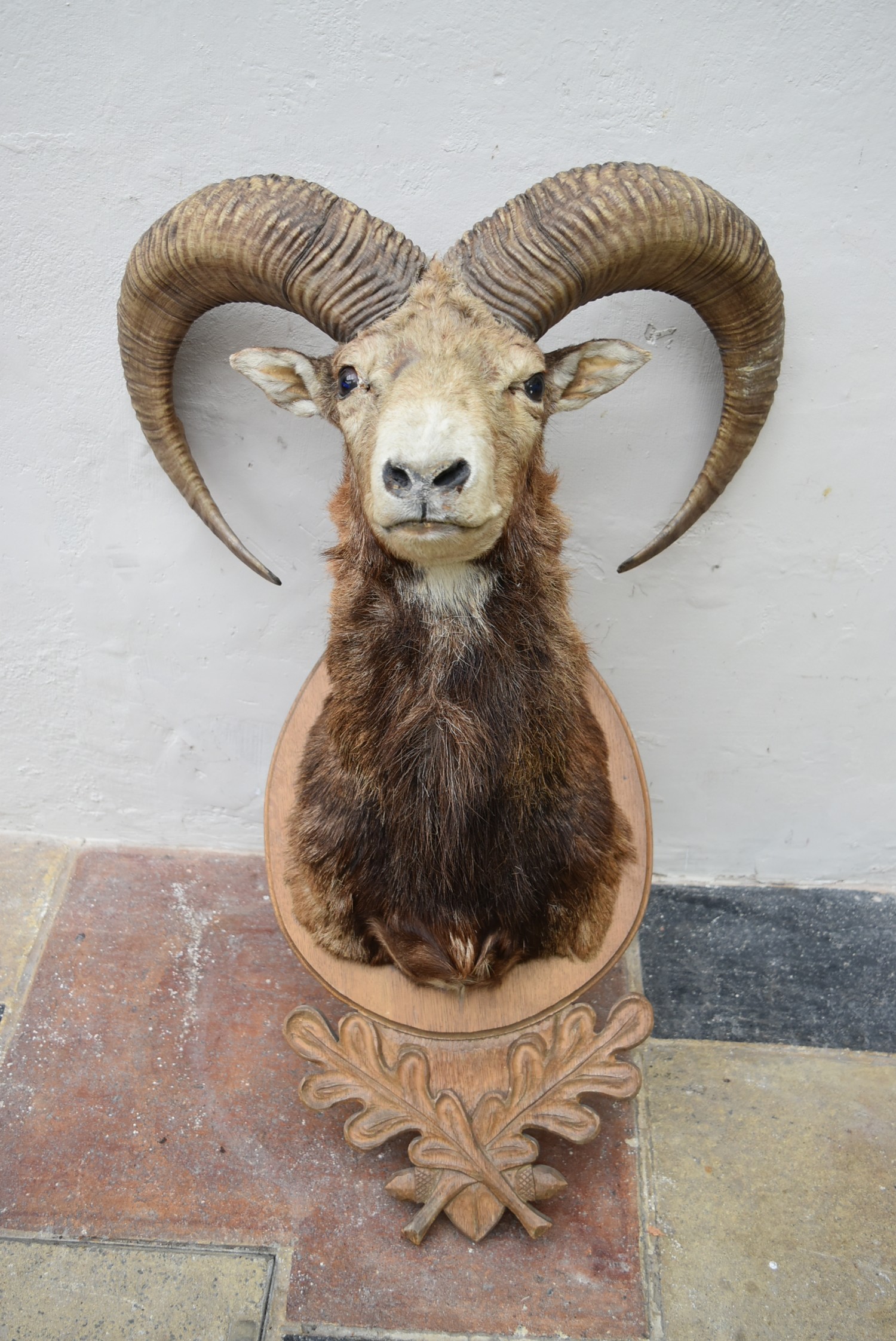 A taxidermy European Mouflon head mounted on carved oak leaf shield. H.88cm - Image 4 of 7