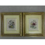 Two gilt framed and glazed antique hand coloured engraved botanical book plates by Jane Webb