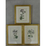 Three gilt framed and glazed 19th century hand coloured botanical engraved book plates published