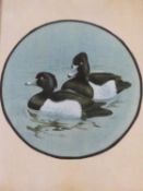 A framed and glazed silk painting of a pair of Tufted Ducks on the water. H.51 W.39cm