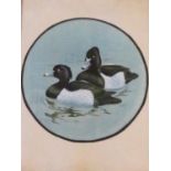 A framed and glazed silk painting of a pair of Tufted Ducks on the water. H.51 W.39cm