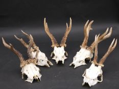 Five sets of deer antlers on cut upper skulls. 26cm