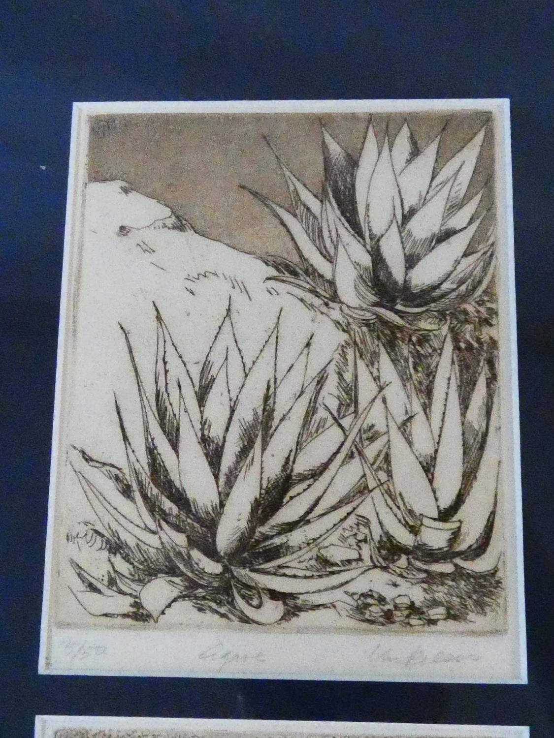 Two framed and glazed signed etchings. One of desert plants and one of desert mountains. Both - Image 3 of 20