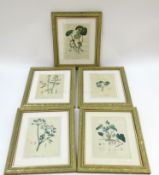 A set of five framed and glazed botanical prints, depicting various poisonous plants. H.17.5xW.12cm