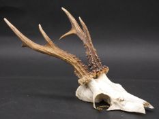 Five sets of deer antlers on cut upper skulls. 26cm