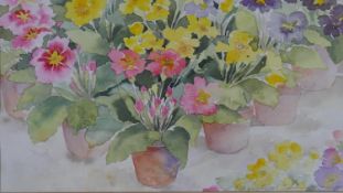 A framed and glazed watercolour, Polyanthus, indistinctly signed. H.54 W.63.5cm