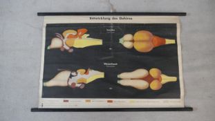A vintage Dutch coloured scientific teaching chart diagram showing brain development, with key and
