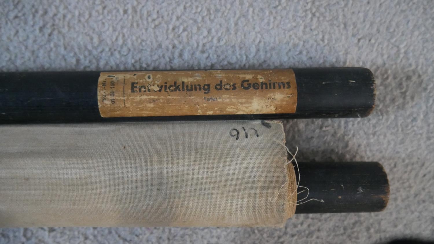 A vintage Dutch coloured scientific teaching chart diagram showing brain development, with key and - Image 5 of 5