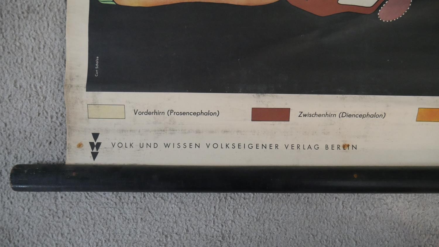 A vintage Dutch coloured scientific teaching chart diagram showing brain development, with key and - Image 2 of 5