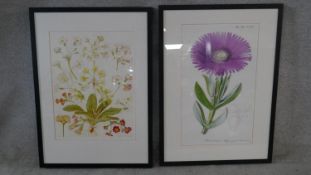 Two framed and glazed contemporary botanical prints. Depicting various species of flower. H.73 W.