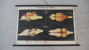 A vintage German coloured scientific teaching chart diagram showing brain development, with key and