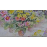 A framed and glazed watercolour, Polyanthus, indistinctly signed. H.54 W.63.5cm