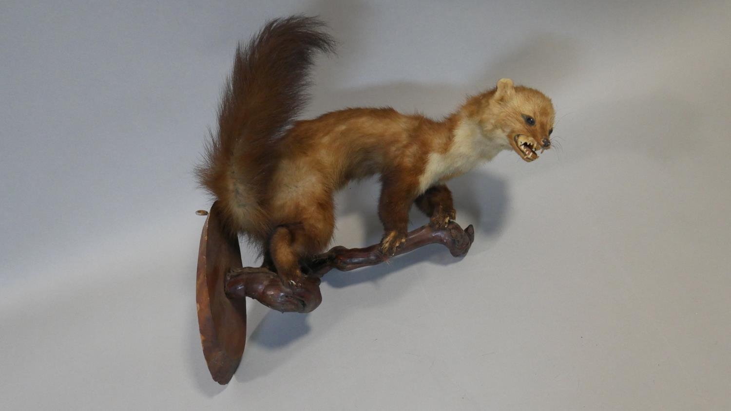 A taxidermy study of a snarling ferret crouched on a wall mounted root branch. L.42cm (From stand to