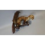 A taxidermy study of a snarling ferret crouched on a wall mounted root branch. L.42cm (From stand to