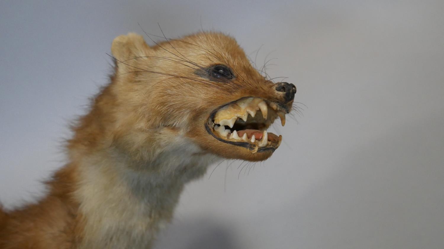 A taxidermy study of a snarling ferret crouched on a wall mounted root branch. L.42cm (From stand to - Image 2 of 3