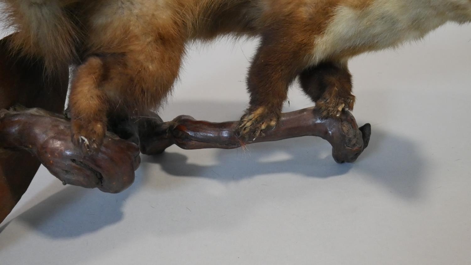 A taxidermy study of a snarling ferret crouched on a wall mounted root branch. L.42cm (From stand to - Image 3 of 3