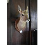 Taxidermy Roe deer's head mounted on oak shield. H.50cm