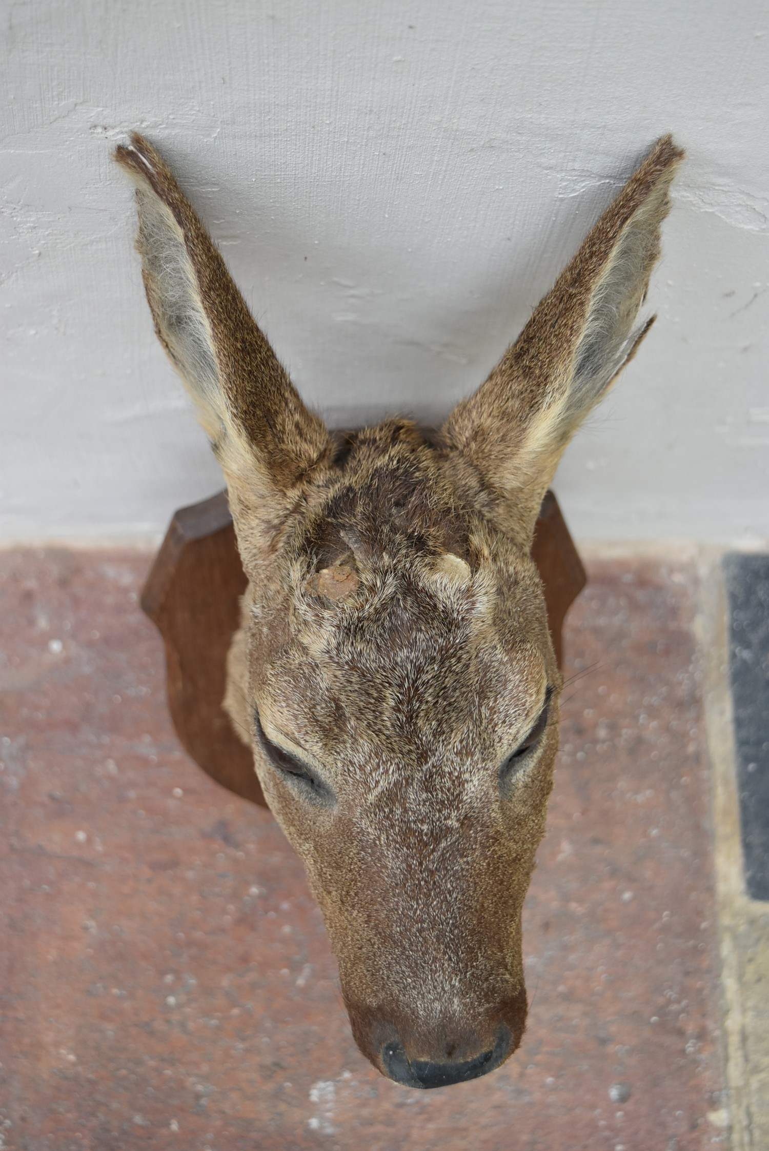 Taxidermy Roe deer's head mounted on oak shield. H.50cm - Image 6 of 6