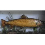 A taxidermy, cased mounted Brown Trout (Salmo Trutta) set against a painted backdrop with