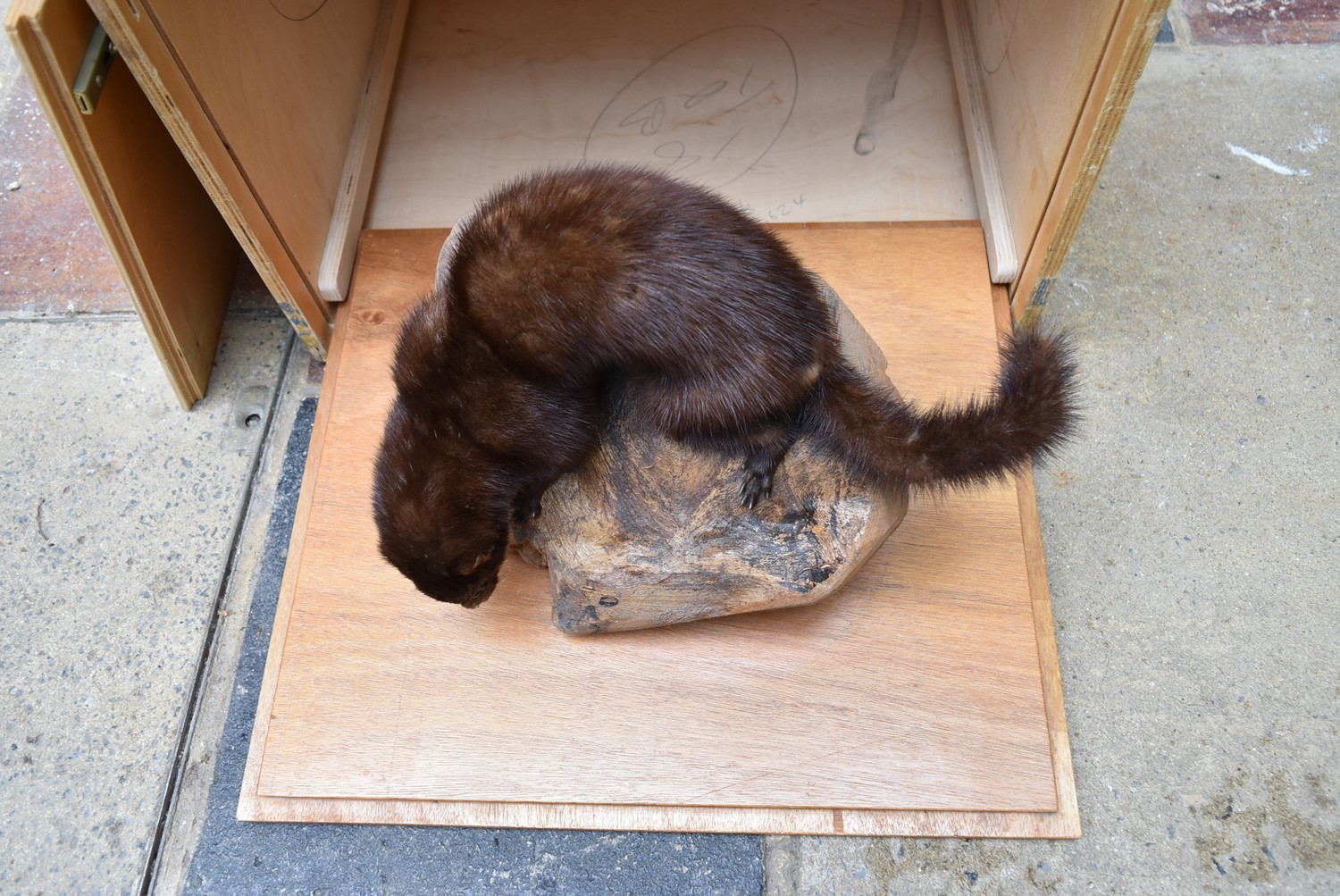 A taxidermy stuffed mink sitting on a large piece of wood on slide out base in bespoke fitted - Image 2 of 7