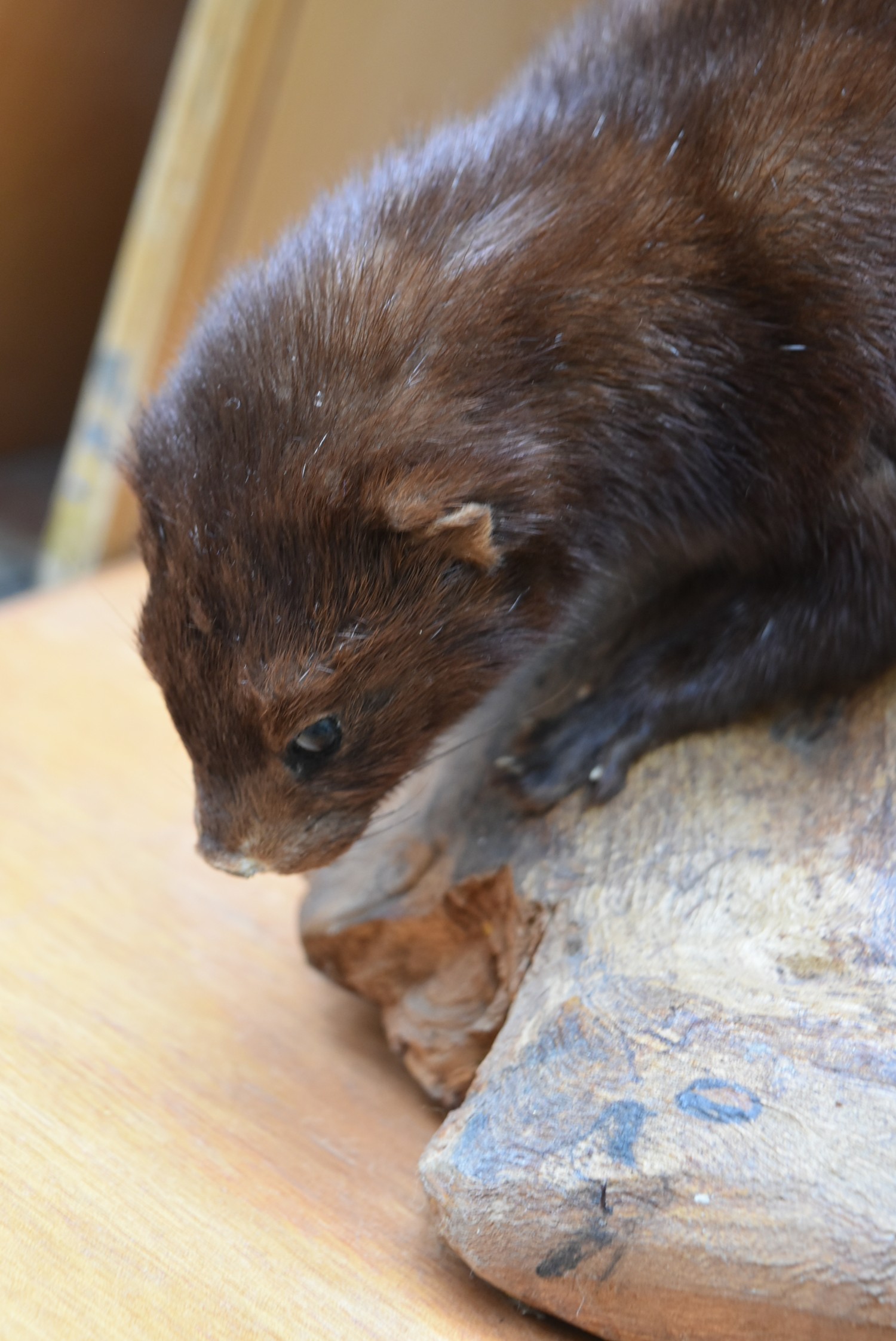 A taxidermy stuffed mink sitting on a large piece of wood on slide out base in bespoke fitted - Image 4 of 7