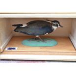 A taxidermy Northern Lapwing (vanellus vanellus) on slide out base in bespoke fitted travelling