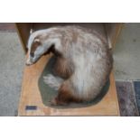 A taxidermy stuffed badger in seated pose on slide out base in bespoke fitted travelling safety