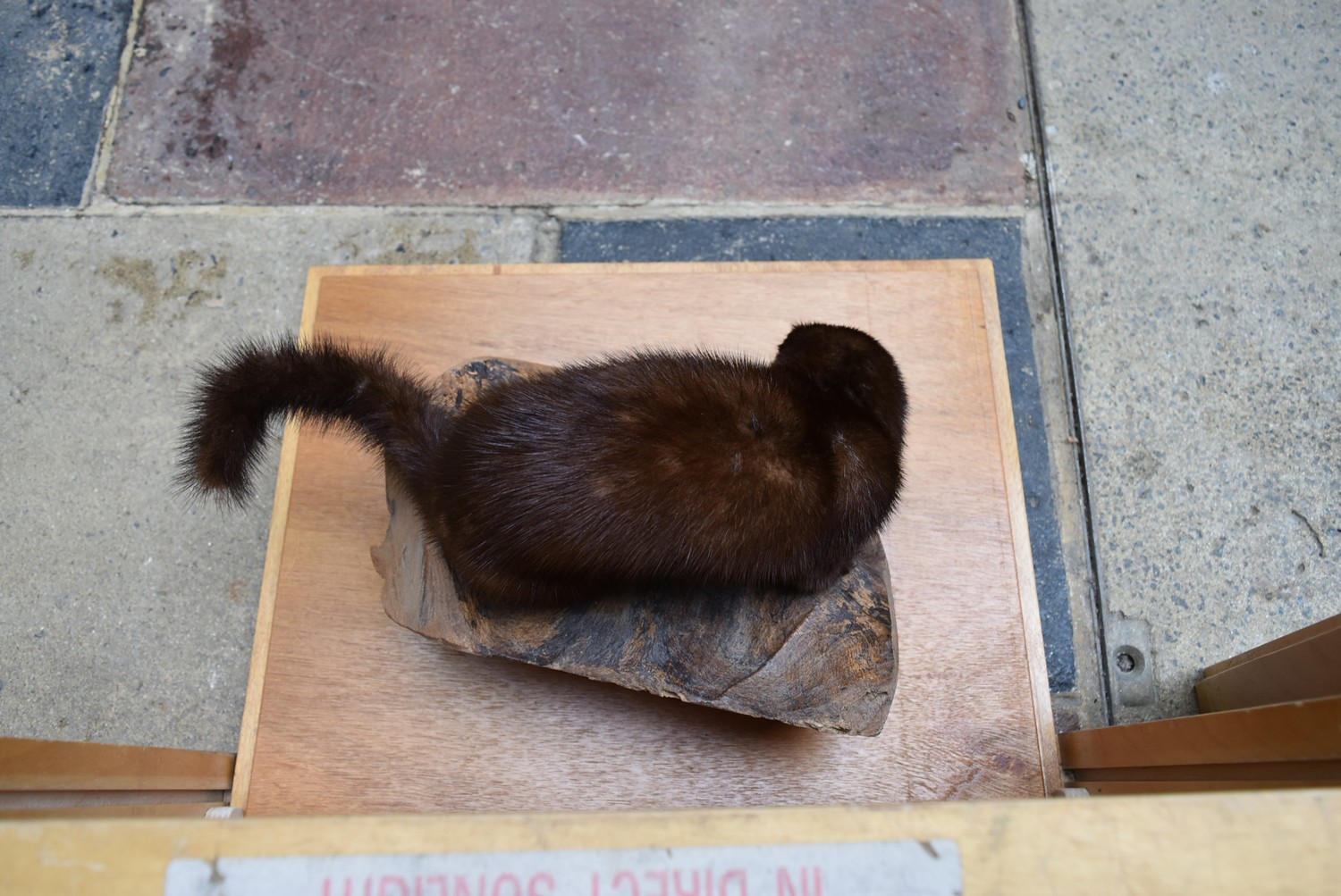 A taxidermy stuffed mink sitting on a large piece of wood on slide out base in bespoke fitted - Image 3 of 7