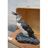 A specimen taxidermy Common Guillemot (uria aalge) on naturalistic rocky outcrop on slide out base