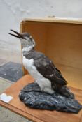 A specimen taxidermy Common Guillemot (uria aalge) on naturalistic rocky outcrop on slide out base