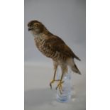 A taxidermy study of a kestrel seated on a naturalistic glass base. L.37cm