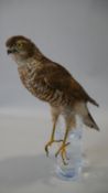 A taxidermy study of a kestrel seated on a naturalistic glass base. L.37cm