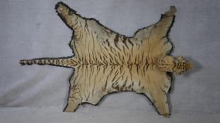 A board mounted 19th century taxidermy tiger skin. Bag of loose claws and one foot separate. L.259
