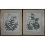 A pair of framed and glazed watercolours, flower studies, signed and dated, Ursula Smith. H.74.5 W.