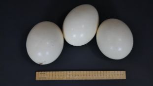 Three blown ostrich eggs. L.16cm