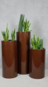 A set of three brown glazed pots planted with succulents. H.111cm (Largest planter)