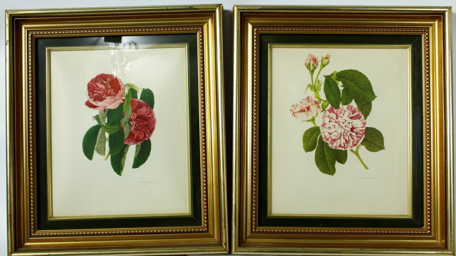 Five framed and glazed botanical prints. Including two gilt framed studies of camellias, species - Image 4 of 13