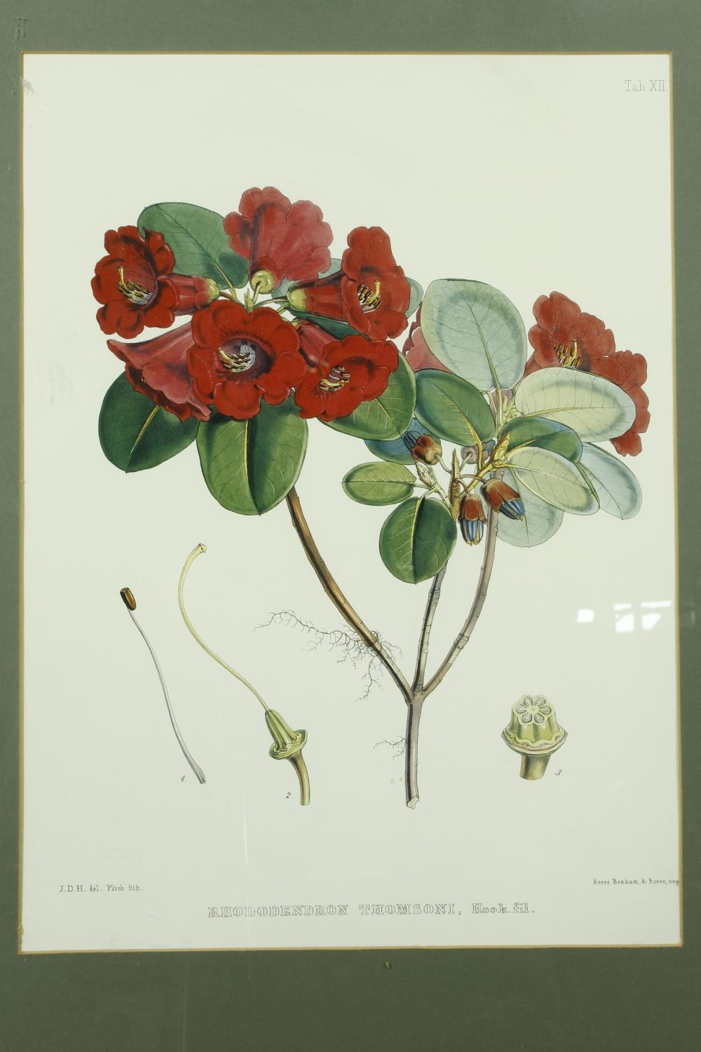 Five framed and glazed botanical prints. Including two gilt framed studies of camellias, species - Image 6 of 13