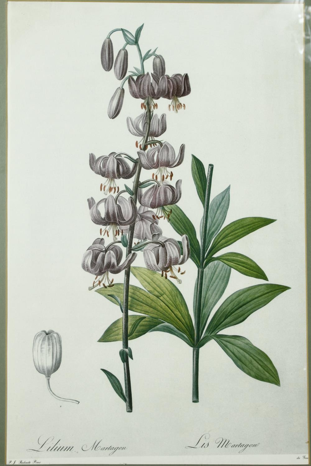 Five framed and glazed botanical prints. Including two gilt framed studies of camellias, species - Image 7 of 13