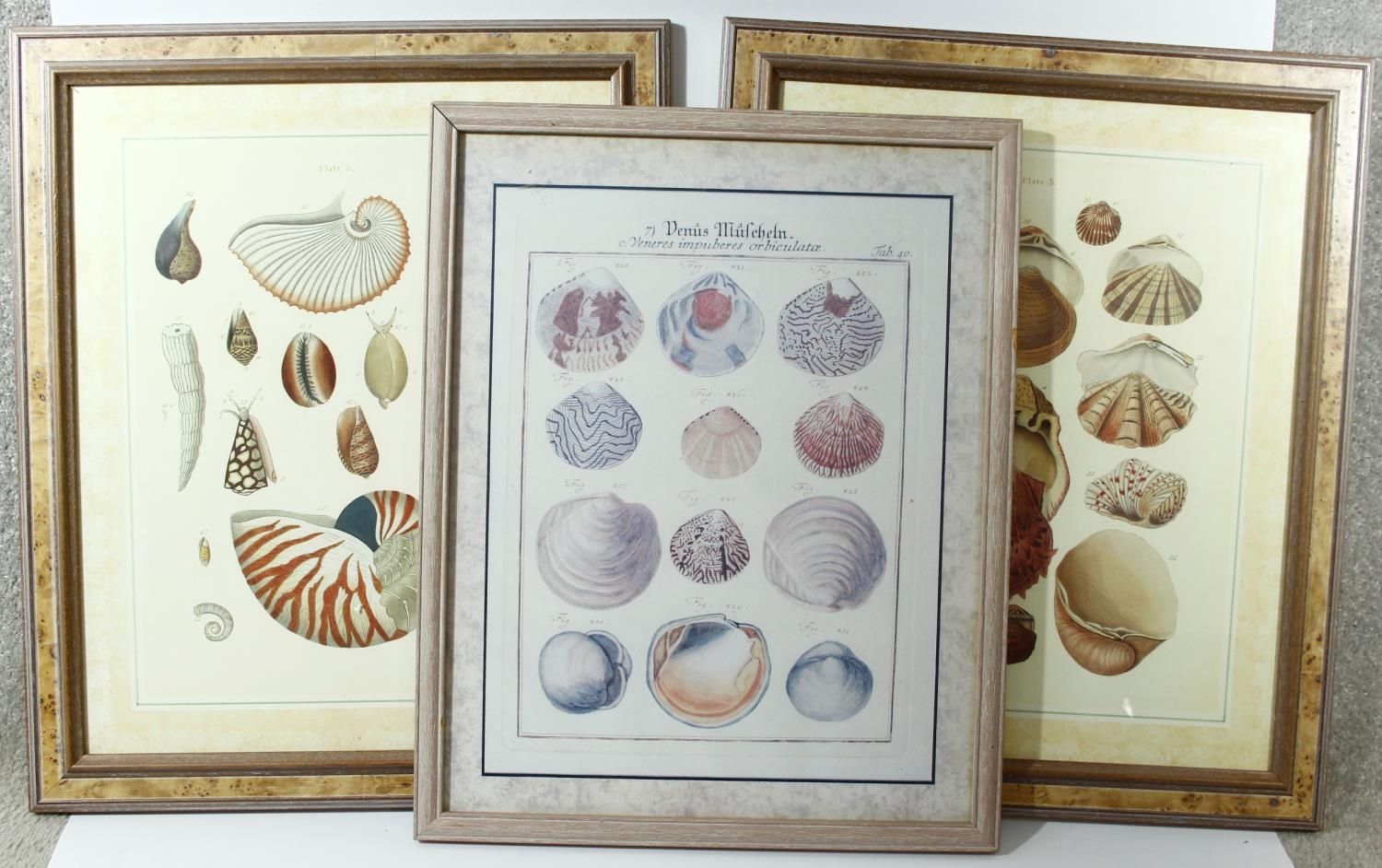 Three framed and glazed contemporary prints of coloured book plates of various species of tropical