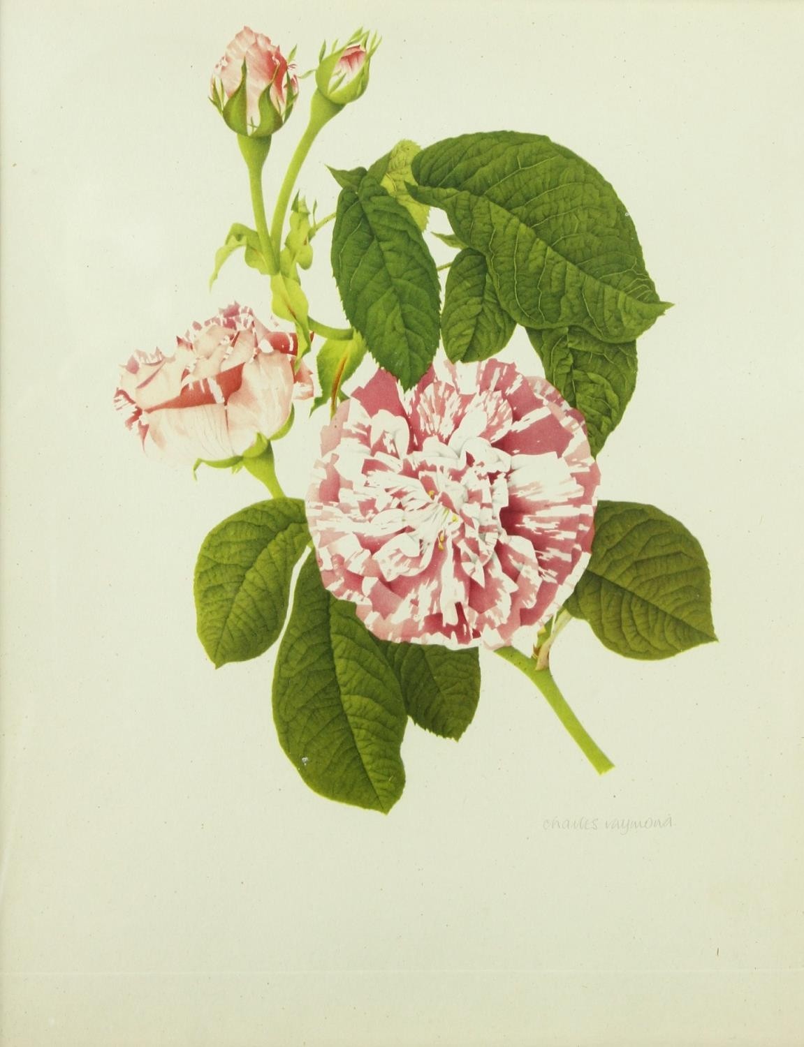 Five framed and glazed botanical prints. Including two gilt framed studies of camellias, species - Image 11 of 13