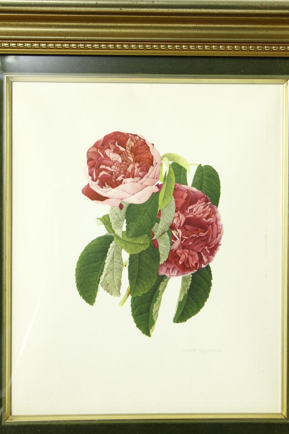 Five framed and glazed botanical prints. Including two gilt framed studies of camellias, species - Image 12 of 13