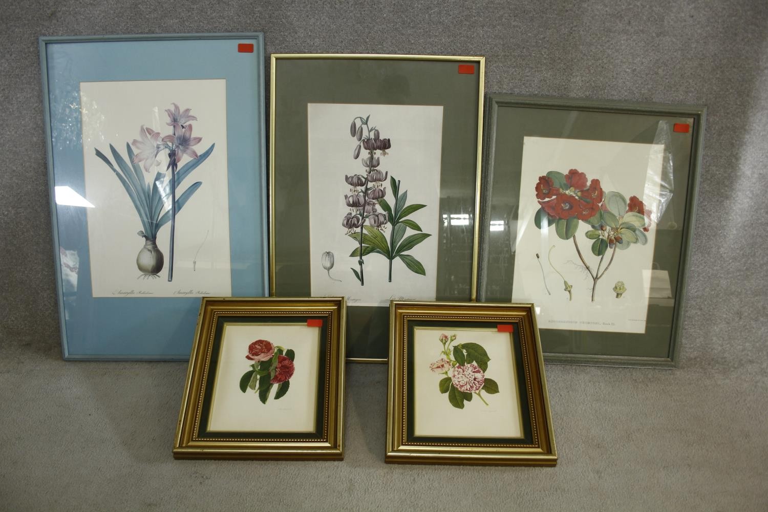 Five framed and glazed botanical prints. Including two gilt framed studies of camellias, species