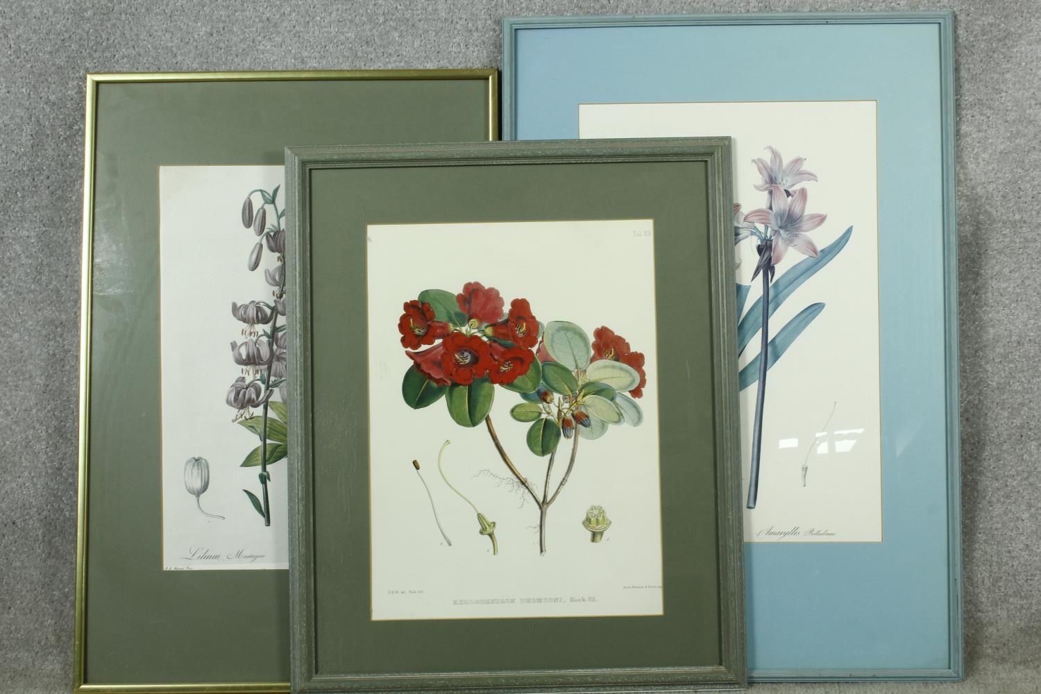 Five framed and glazed botanical prints. Including two gilt framed studies of camellias, species - Image 2 of 13