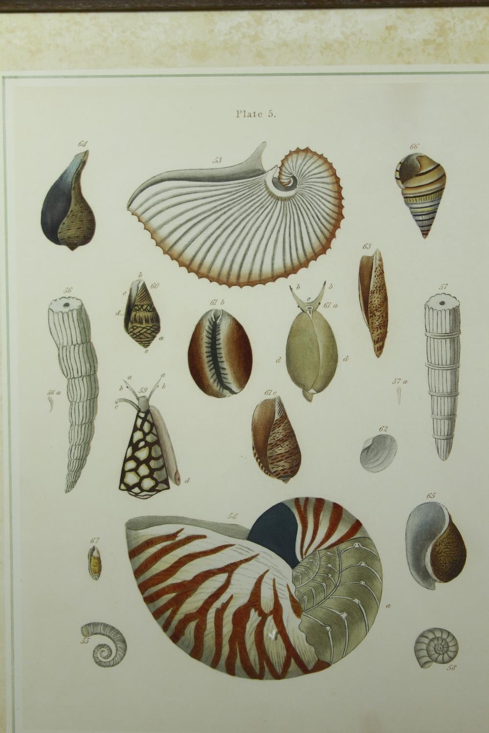 Three framed and glazed contemporary prints of coloured book plates of various species of tropical - Image 4 of 5