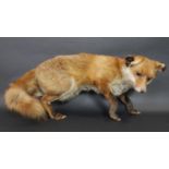 An antique taxidermy stuffed fox. H.31 L.65cm