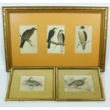 Three framed and glazed antique hand coloured engravings of birds, two by William Home Lizars of '